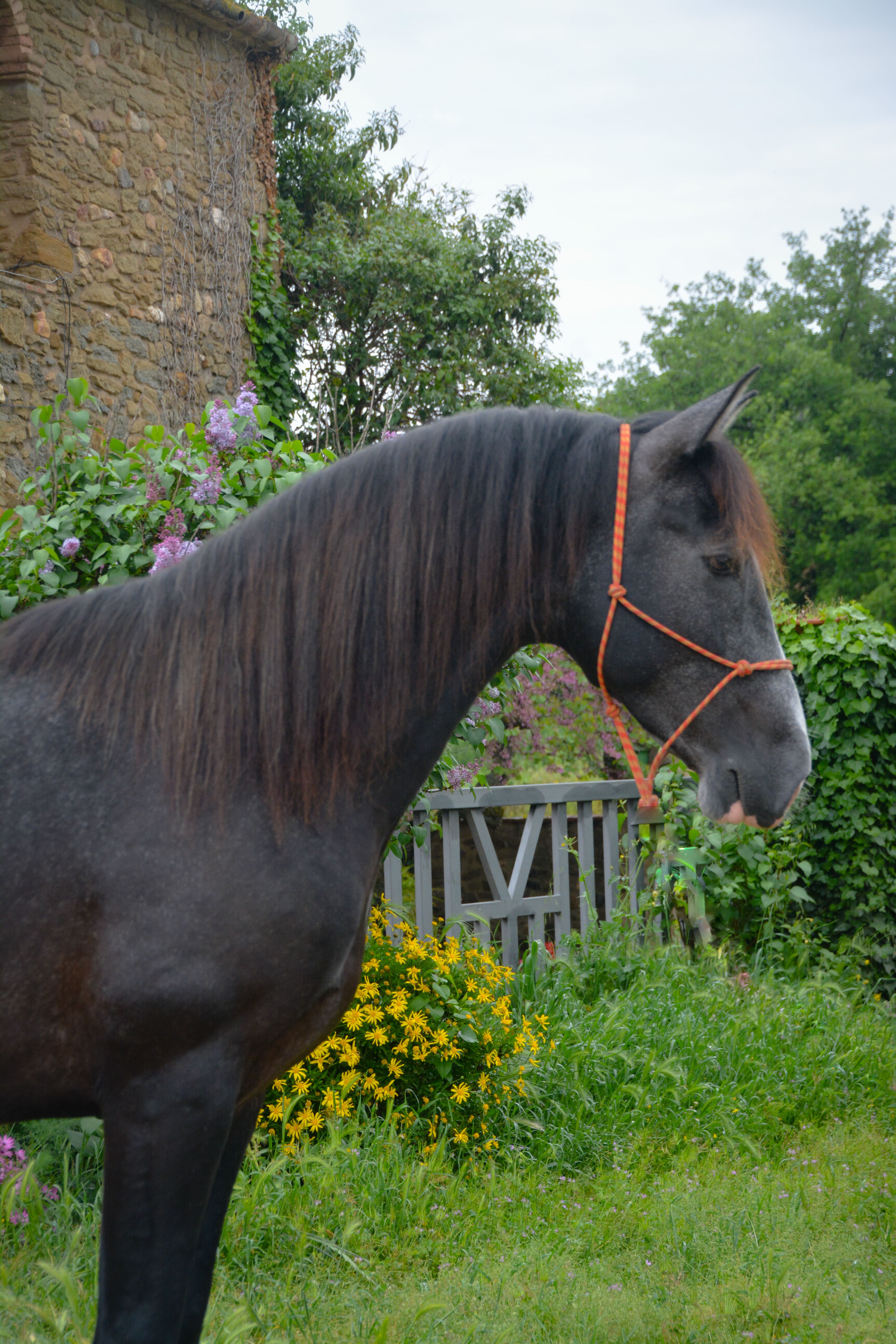 Corriol II