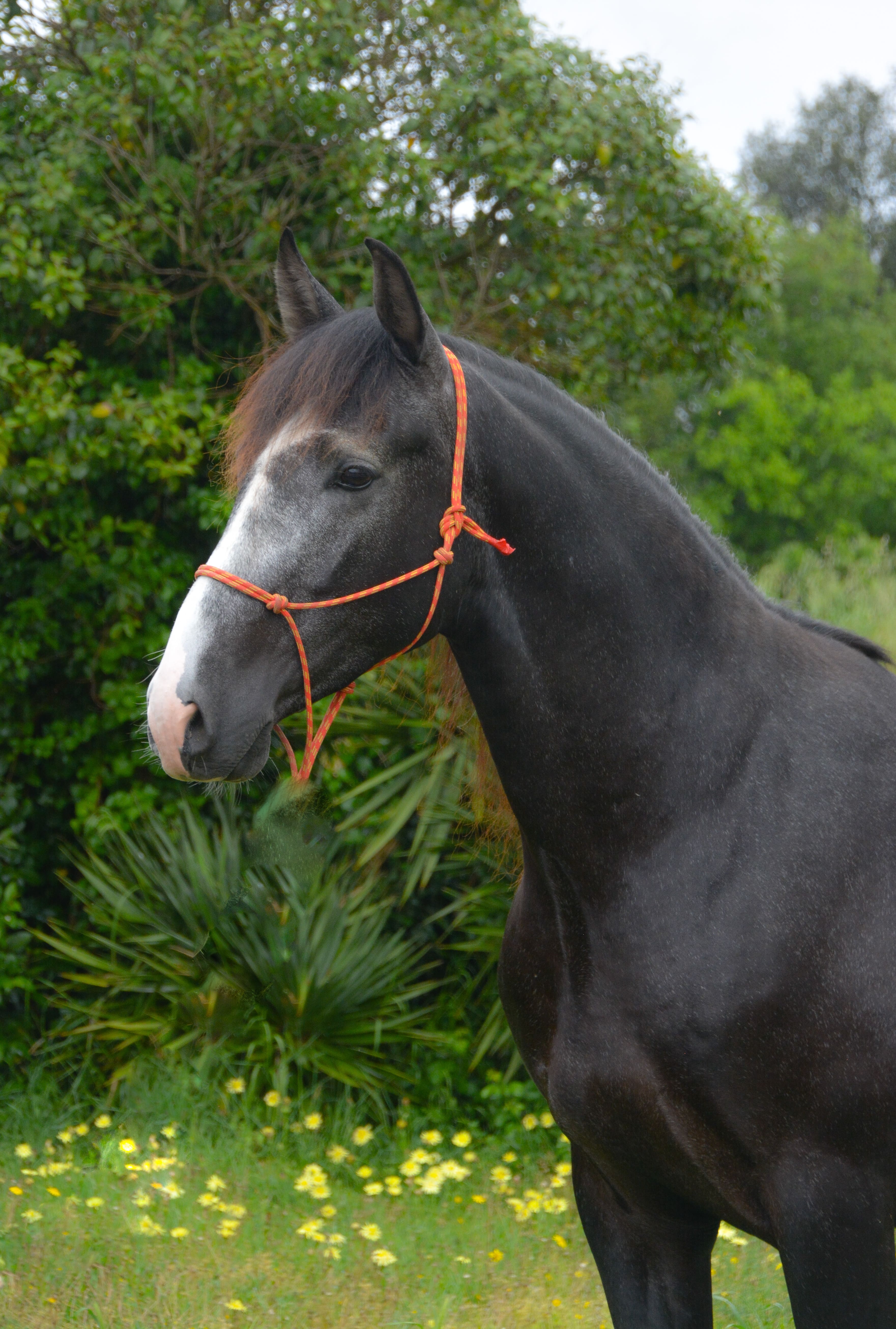 Corriol II