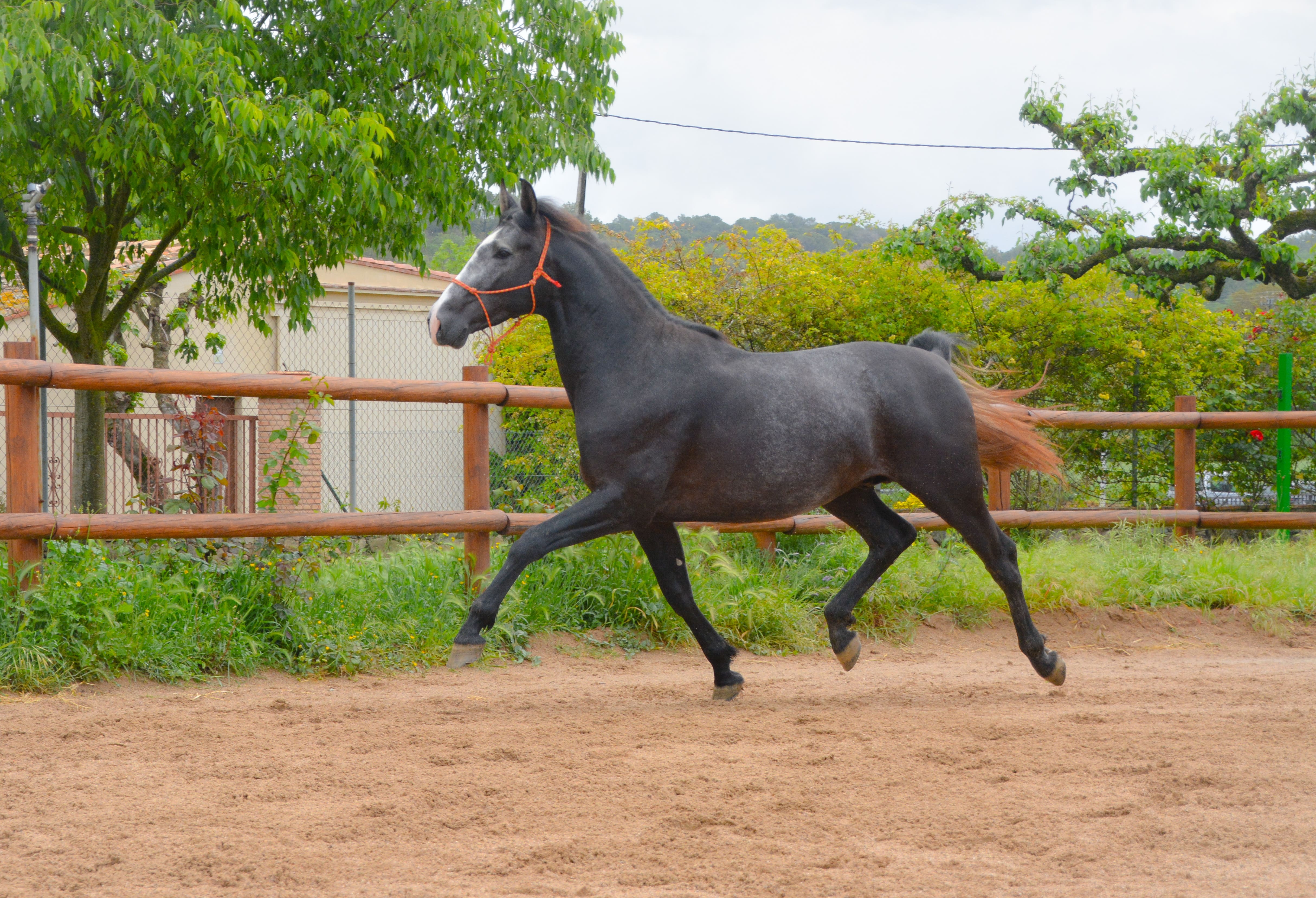 Corriol II