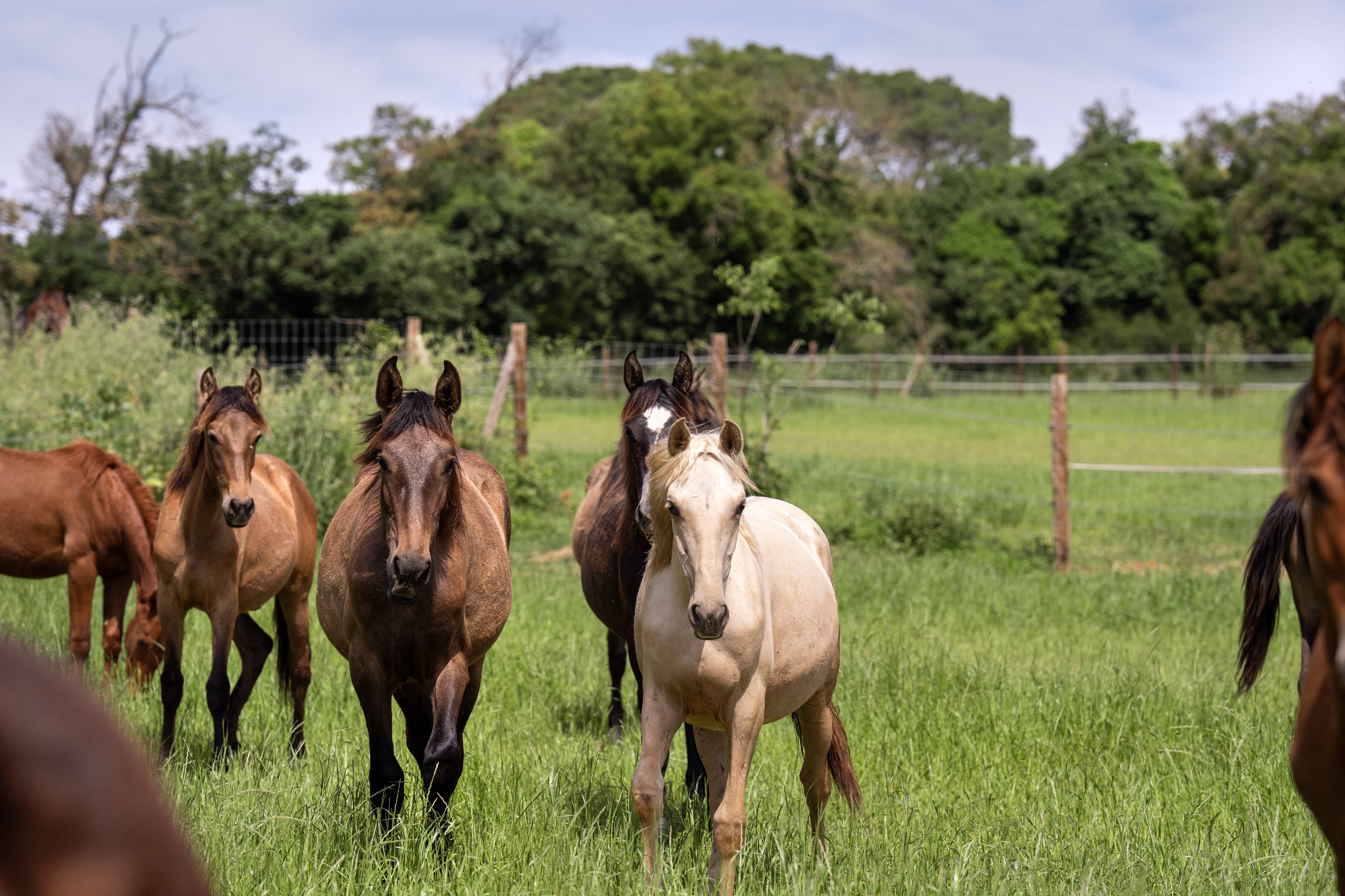 1 year old Foals