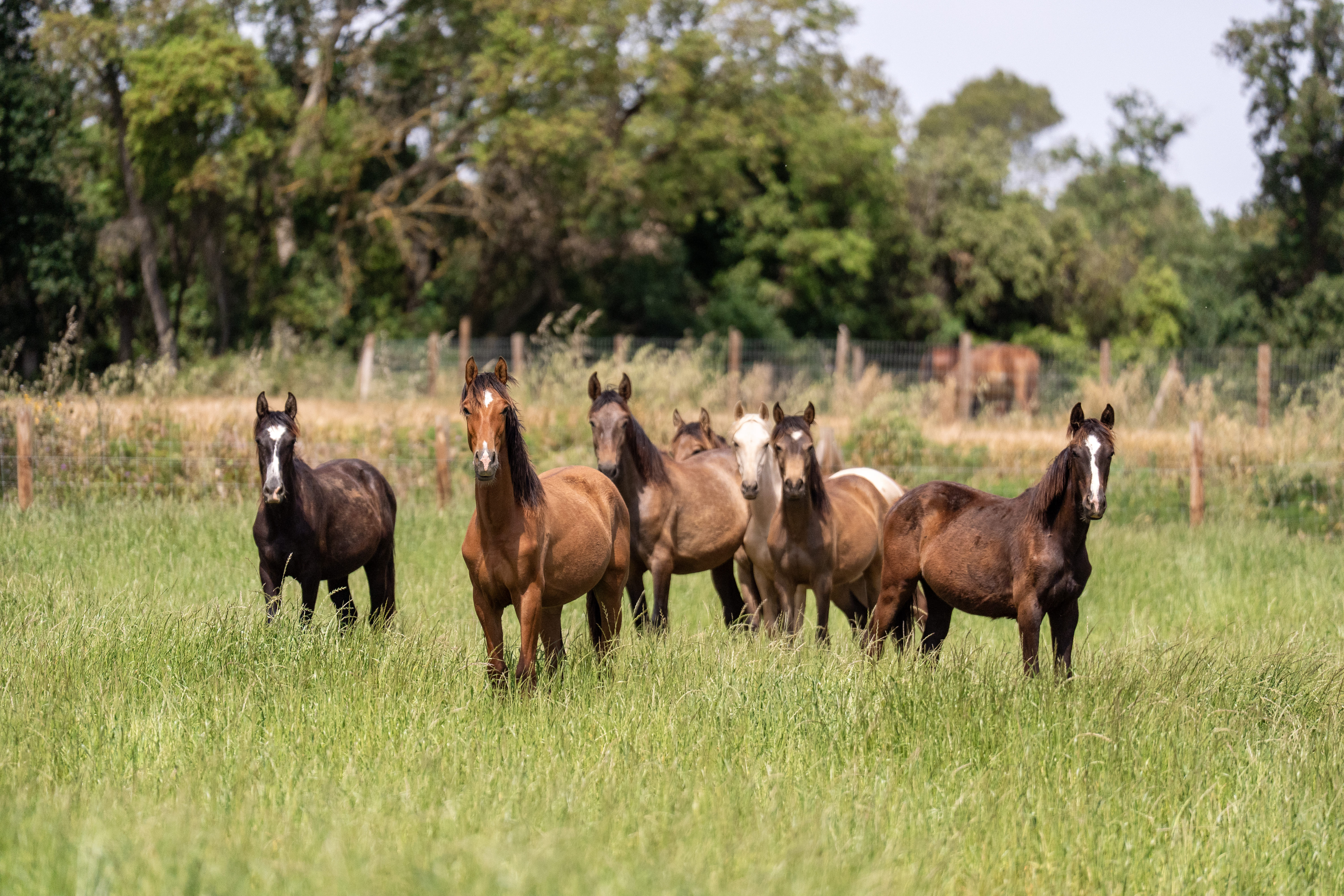 1 year old Foals