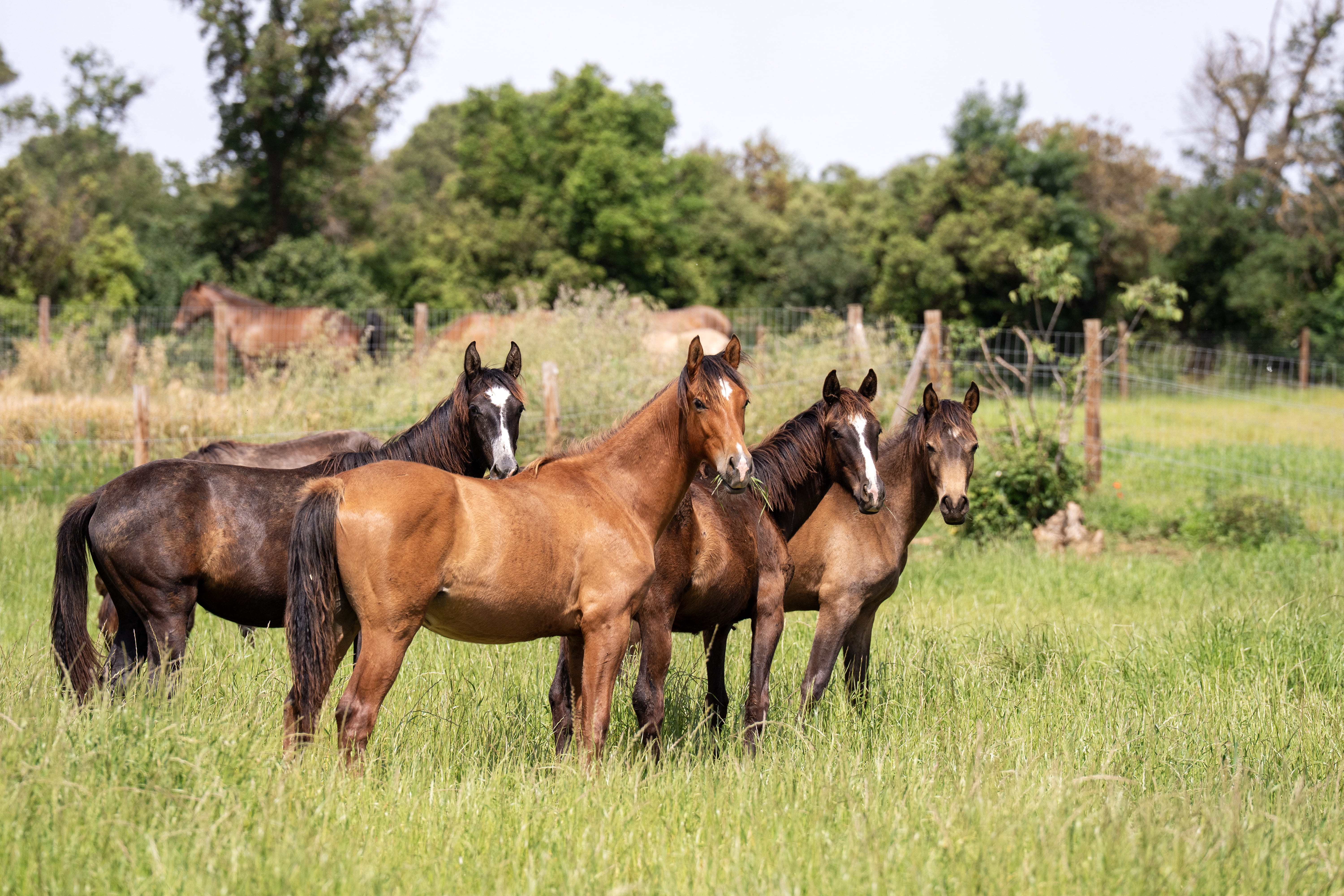1 year old Foals